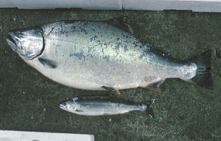 masu salmon caught in coast