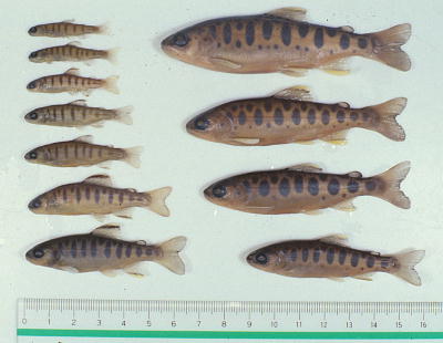 masu salmon juveniles